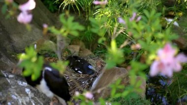 Huzurlu siyah-beyaz balıkçıllar yeşil yaprakların arkasında yuvada.