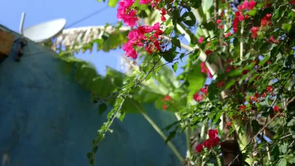 Вид з низькокутного пальмового листя і червоних квітів біля синьої стіни — стокове відео
