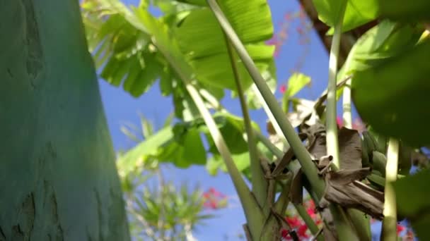 Vista de baixo ângulo de folhas de palmeira e flores vermelhas ao lado da parede azul — Vídeo de Stock