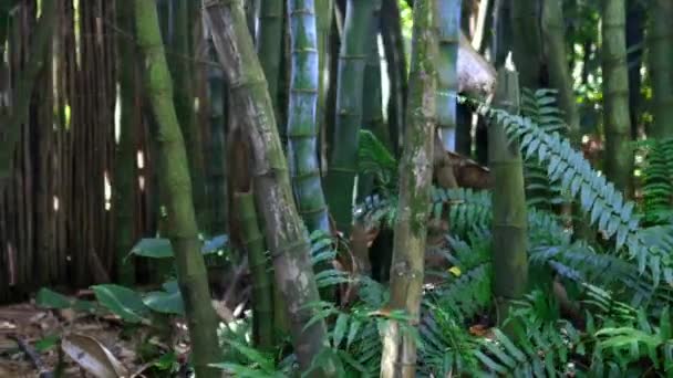 Glad zicht op tropische plantenbladeren en bamboe — Stockvideo