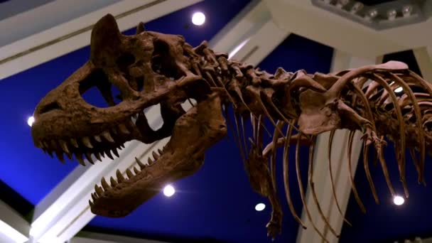 Låg vinkel syn på stora dinosaurie skelett under blått och vitt tak — Stockvideo