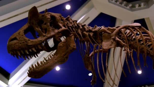 Tiefansicht des großen Dinosaurierskeletts unter blauer und weißer Decke — Stockvideo