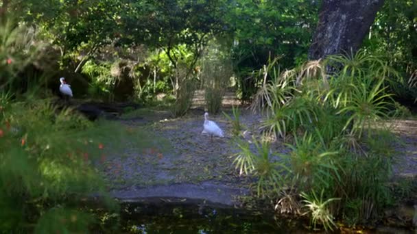 Peaceful white heron surrounded by plants and trees in the zoo — Stock Video