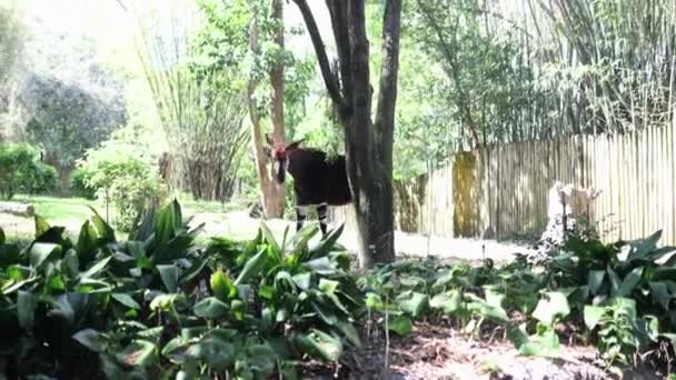 Okapi paisible manger des feuilles d'un arbre sur une journée ensoleillée — Video