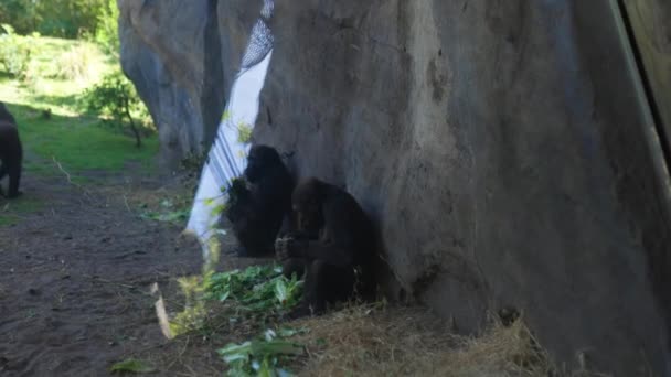 Gorilas pacíficos descansando e comendo à sombra no zoológico — Vídeo de Stock