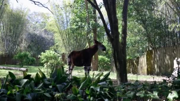 Okapi paisible manger des feuilles d'un arbre sur une journée ensoleillée — Video