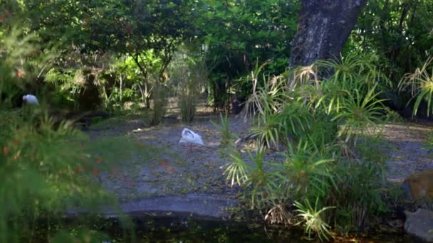 Friedlicher Silberreiher umgeben von Pflanzen und Bäumen im Zoo — Stockvideo