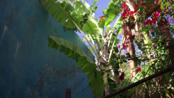 Niski kąt widzenia liści palmowych i czerwonych kwiatów obok niebieskiej ściany — Wideo stockowe