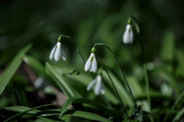 Kar damlaları. Koyu yeşil çimenlerin üzerinde beyaz çiçekler. Ormanın doğal arka planı.