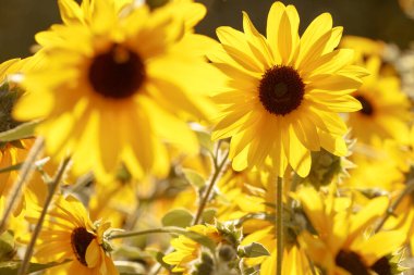 Sarı çiçekler. Çayırdaki parlak güneş ışığının yaprakları sarıdır. Kahverengi çiçekli bir yaz bitkisinin çiçekleri