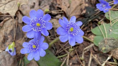 Hepatica çiçekleri ormanda yakın planda. Genç bir kaynak mavi Anemone hepatikası. Üst Manzara. seçici odak. 