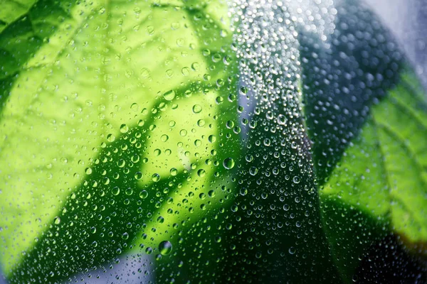 Spring Young Green Leaf Branch Tree Branch Stands Bottle Frosted — Stock Photo, Image