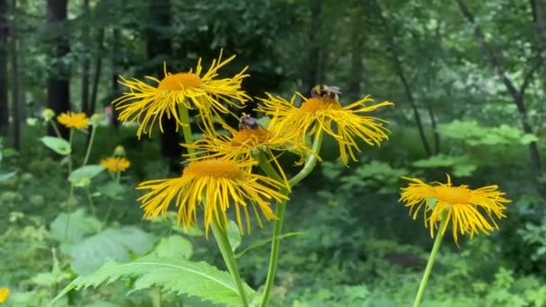 Kwiaty Elewacji Kwitnące Helenium Inula Zielonymi Liśćmi Bumblebee Pszczoły Kwiatach — Wideo stockowe