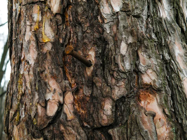 Clavo oxidado clavado a un pino — Foto de Stock