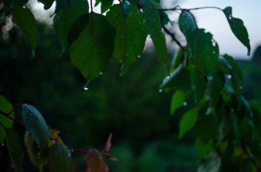 Bir meyve ağacının yapraklarına yağmur damlası. Bahçe ağaçlarının dalları bir bahar akşamında. Taze bir bahçenin sıcak atmosferi. Baharda yağmur. Yakın planda bırakıyor.
