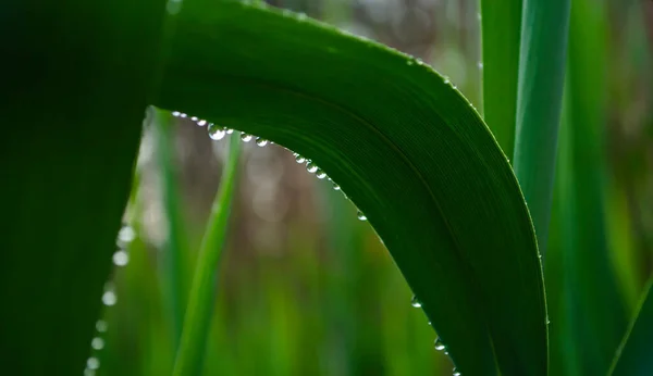 O Reed sai com gotas de chuva. O cheiro de frescura e vegetação. — Fotografia de Stock