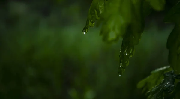 Molhado após a chuva, com folhas verdes no fundo escuro. Gotas de chuva nas folhas de uma árvore de fruto. Ambiente acolhedor de uma noite de primavera fresca. Gotas close-up. — Fotografia de Stock