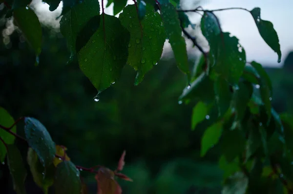 Bir meyve ağacının yapraklarına yağmur damlası. Bahçe ağaçlarının dalları bir bahar akşamında. Taze bir bahçenin sıcak atmosferi. Baharda yağmur. Yakın planda bırakıyor.