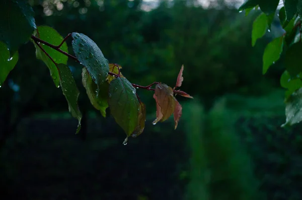 Σταγόνες βροχής στα φύλλα ενός οπωροφόρου δένδρου. Κλαδιά από δέντρα κήπου ένα ανοιξιάτικο βράδυ. Άνετο ατμόσφαιρα ενός φρέσκου κήπου. Βροχή την άνοιξη. Σταγόνες σε κοντινό πλάνο. — Φωτογραφία Αρχείου