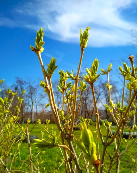 Närbild av kvistar med knoppar av blad mot en blå himmel med moln. Ung natur vaknar på våren med en buske gren full av knoppar och små blad, natur koncept. — Stockfoto