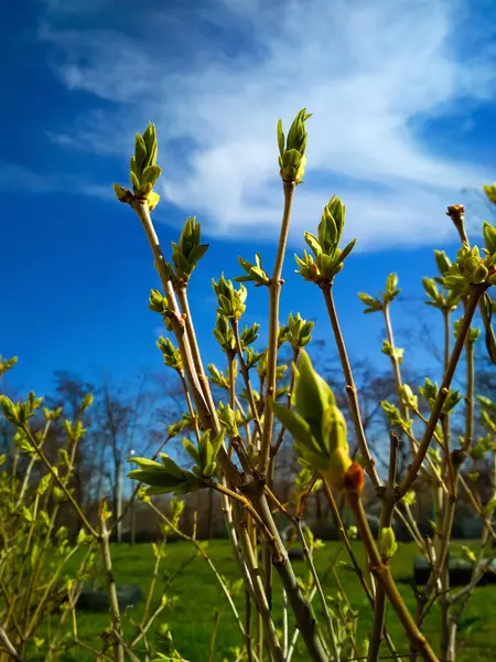 Close-up of twigs with buds of leaves against a blue sky with clouds. Young nature wakes up in springtime with a bush branch full of buds and small leaves, nature concept. — Stock Photo, Image