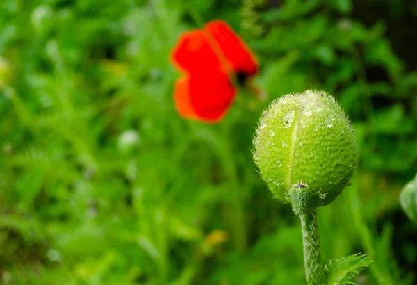 Gröna knoppar av oöppnad vallmo med droppar efter regn. Växter efter regnet. Släpper på blommorna. Plats för text. — Stockfoto