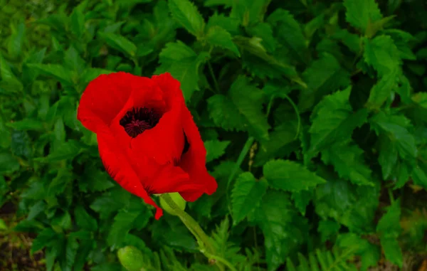 Amapola floreciente. Plantas después de la lluvia. Gotas en las flores. Espacio para texto. —  Fotos de Stock