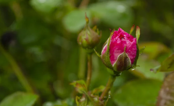 Korall ros blomma i rosor trädgård. Mjukt fokus.Rosa rosenblomma i rosenträdgård med regndroppar. Vacker rosa ros i en trädgård. — Stockfoto