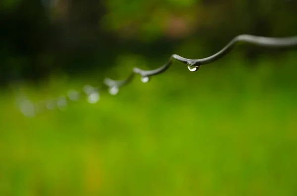 Капли дождя на колючей проволоке утром с размытым фоном — стоковое фото