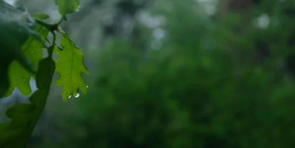 A água cai depois de uma chuva de Primavera. Folha verde com gotas de água. Close-up de gotas de água em uma folha verde. — Fotografia de Stock