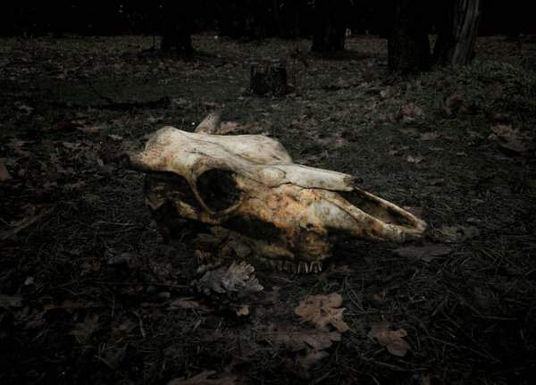 A skull of a dead cow killed in the forest lying on the ground in leaves.. Concept for your design in the style of horror of death, transience of life