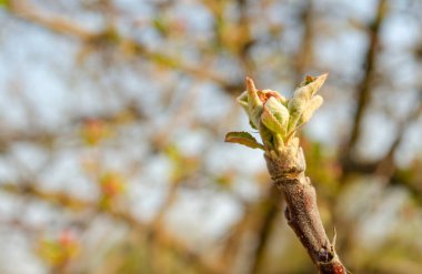 Elma ağacının genç bir dalının güzel manzarası, seçici bir odak