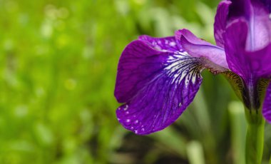 Mor, uzun saplı, yeşil, bulanık arka planda. Ön plana odaklan. Bokeh.