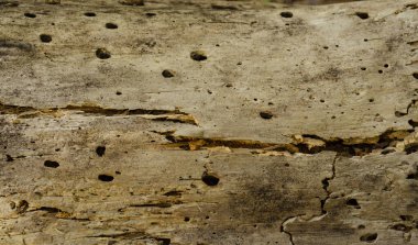 Eski çürümüş ahşap, ahşap solucanı tarafından zarar görmüş eski ahşap dokusu, kahverengi renk.