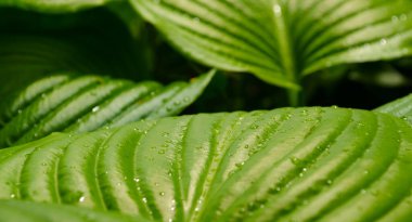 Bahçedeki bulanık yeşillik arka planında yakın plan doğal yeşil yaprak. Hosta yaprağı yakın plan. Hosta - peyzaj parkı ve bahçe tasarımı için süs bitkisi.