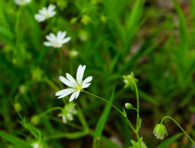 Su damlalı beyaz plemeria çiçekleri, yeşil arka planlı beyaz çiçekler.,