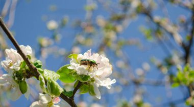 Bulanık arkaplanda elma ağacı çiçeklerinin üzerindeki gül ezmesi. Cetonia aurata, yeşil gül chafer olarak da adlandırılan, metalik yapısal olarak yeşil renkli bir böcektir..