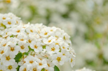 Kuş vişneli. Mavi gökyüzündeki kuş kiraz ağacı dalına yakın çekim. Kuş kirazlı büyük çalı çiçeği. Çiçekli budama yaprak yeşili arka plan
