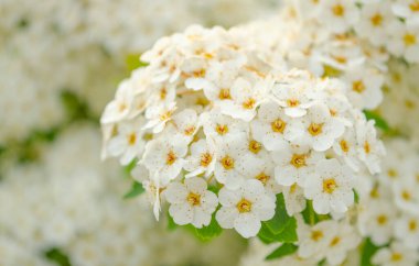 Kuş vişneli. Mavi gökyüzündeki kuş kiraz ağacı dalına yakın çekim. Kuş kirazlı büyük çalı çiçeği. Çiçekli budama yaprak yeşili arka plan