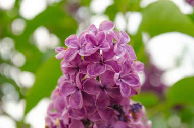 Bahar leylağı çiçekli yeşil dal