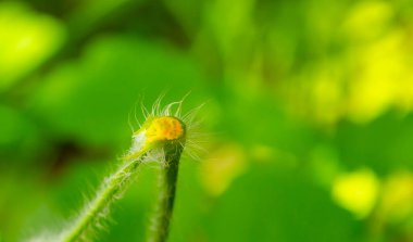 Chelidonium majus yaprakları olarak da bilinir: daha büyük celandin, haşhaş veya tetterwort lateksi siğillerden kurtulmak için kullanılır. Bitkisel ilaç konsepti. çelenk suyu