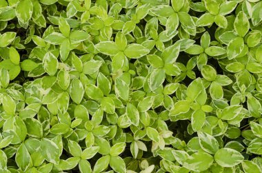 Küçük yaprak örümceğinin üst görünümü Tradescantia fluminensis çimen dokusu arka plan.