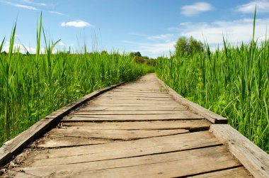 Yoğun çalılıkları aşan yaya köprüsü. Yeşil bir yaz parkından geçen yol. Ahşap geçit, yoğun yeşillikte patika. Çimen çalıları. seyahat kavramı