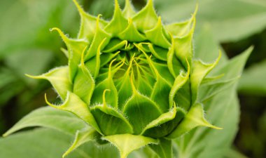 Genç ayçiçeğini kapat. Çiçek tarlada tam olarak yetişmiyor ve arka planda bulanıklık var. Küçük bir tarla derinliği..