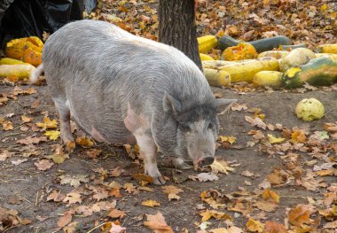 Sonbahar doğasında yaprakları dökülen büyük, şişman, gri bir domuz. Balkabakları arkada.