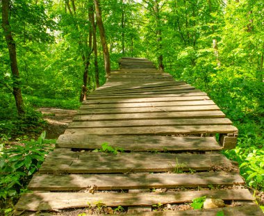Yoğun çalılıkları aşan yaya köprüsü. Yeşil bir yaz ormanından yukarı giden yol. Ahşap geçit, yoğun yeşillikte patika. Arka plan seyahati veya bisiklet sporu konsepti