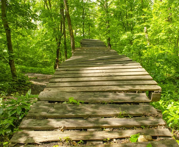 Yoğun çalılıkları aşan yaya köprüsü. Yeşil bir yaz ormanından yukarı giden yol. Ahşap geçit, yoğun yeşillikte patika. Arka plan seyahati veya bisiklet sporu konsepti