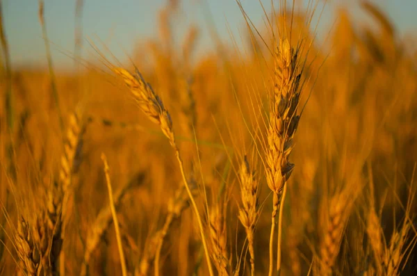 Wheat fields. Ears of golden wheat close up. The setting sun shines with rays on the ears of wheat. Backgrounds of field wheat ears ripening.