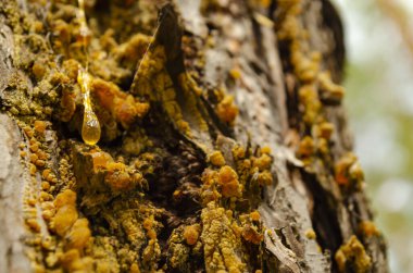 Kehribar çam reçinesi. Yaşayan üç damla, çam ağacının kabuğundan aşağı akıyor..