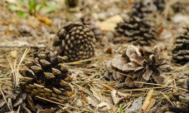 Ormanın zemininde kasıtlı olarak sığ alan derinliği ve yaşam enerjisiyle koniler yerde kurumuş çam iğneleriyle yatar..